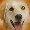 Amazing Hemp Oil for Dogs Calming Treats - Dog Stress Relief Anxiety Aid for Storms, Barking, Chewing - Aids Joint Health - 120 Supplement Chews